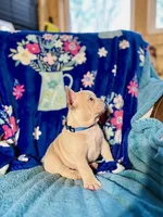RIVER, a male French Bulldog for sale in East Peoria, IL – Photo 5 of 6