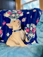 RIVER, a male French Bulldog for sale in East Peoria, IL – Photo 3 of 6