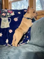 RIVER, a male French Bulldog for sale in East Peoria, IL – Photo 4 of 6