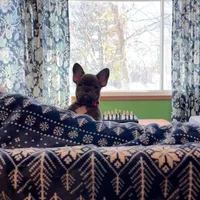 PETUNIA, a female French Bulldog for sale in East Peoria, IL – Photo 4 of 6