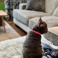 PETUNIA, a female French Bulldog for sale in East Peoria, IL – Photo 2 of 6