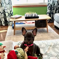 PETUNIA, a female French Bulldog for sale in East Peoria, IL – Photo 5 of 6