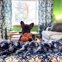 PETUNIA, a female French Bulldog for sale in East Peoria, IL – Photo 3 of 6