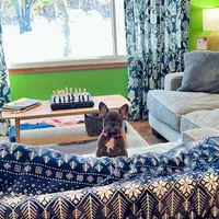 PETUNIA, a female French Bulldog for sale in East Peoria, IL – Photo 6 of 6