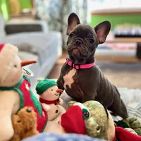 PETUNIA, a female French Bulldog for sale in East Peoria, IL – Photo 1 of 6