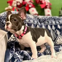 LILY, a female French Bulldog for sale in East Peoria, IL – Photo 4 of 10