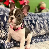 LILY, a female French Bulldog for sale in East Peoria, IL – Photo 5 of 10