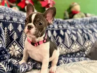 LILY, a female French Bulldog for sale in East Peoria, IL – Photo 5 of 10
