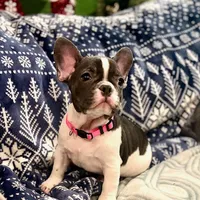 LILY, a female French Bulldog for sale in East Peoria, IL – Photo 8 of 10