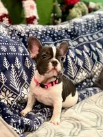 LILY, a female French Bulldog for sale in East Peoria, IL – Photo 8 of 10