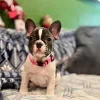 LILY, a female French Bulldog for sale in East Peoria, IL – Photo 1 of 10