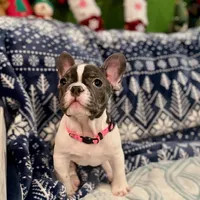 LILY, a female French Bulldog for sale in East Peoria, IL – Photo 6 of 10