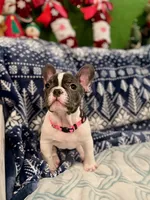 LILY, a female French Bulldog for sale in East Peoria, IL – Photo 6 of 10