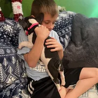 LILY, a female French Bulldog for sale in East Peoria, IL – Photo 9 of 10