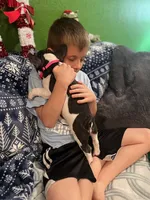 LILY, a female French Bulldog for sale in East Peoria, IL – Photo 9 of 10