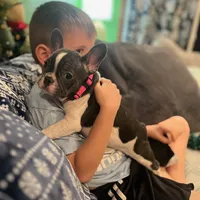 LILY, a female French Bulldog for sale in East Peoria, IL – Photo 10 of 10