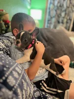 LILY, a female French Bulldog for sale in East Peoria, IL – Photo 10 of 10