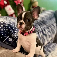 LILY, a female French Bulldog for sale in East Peoria, IL – Photo 7 of 10