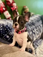 LILY, a female French Bulldog for sale in East Peoria, IL – Photo 7 of 10