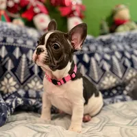LILY, a female French Bulldog for sale in East Peoria, IL – Photo 2 of 10