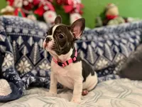 LILY, a female French Bulldog for sale in East Peoria, IL – Photo 2 of 10