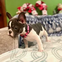LILY, a female French Bulldog for sale in East Peoria, IL – Photo 3 of 10