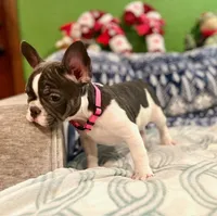 LILY, a female French Bulldog for sale in East Peoria, IL – Photo 3 of 10