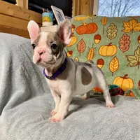 DAISY, a female French Bulldog for sale in East Peoria, IL – Photo 3 of 5