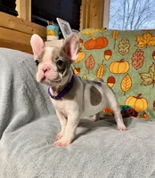 DAISY, a female French Bulldog for sale in East Peoria, IL – Photo 3 of 5