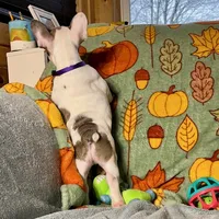 DAISY, a female French Bulldog for sale in East Peoria, IL – Photo 4 of 5