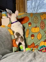 DAISY, a female French Bulldog for sale in East Peoria, IL – Photo 4 of 5