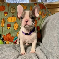 DAISY, a female French Bulldog for sale in East Peoria, IL – Photo 2 of 5
