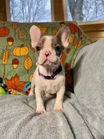 DAISY, a female French Bulldog for sale in East Peoria, IL – Photo 2 of 5