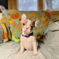 DAISY, a female French Bulldog for sale in East Peoria, IL – Photo 1 of 5
