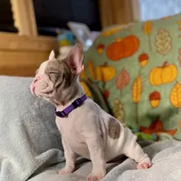 DAISY, a female French Bulldog for sale in East Peoria, IL – Photo 5 of 5