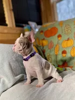 DAISY, a female French Bulldog for sale in East Peoria, IL – Photo 5 of 5