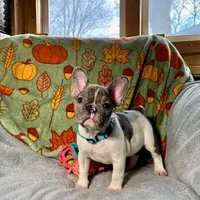 BLUEBELL, a female French Bulldog for sale in East Peoria, IL – Photo 5 of 5