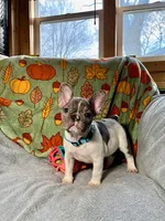 BLUEBELL, a female French Bulldog for sale in East Peoria, IL – Photo 5 of 5