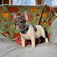 BLUEBELL, a female French Bulldog for sale in East Peoria, IL – Photo 4 of 5