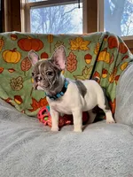 BLUEBELL, a female French Bulldog for sale in East Peoria, IL – Photo 4 of 5