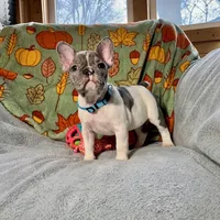 BLUEBELL, a female French Bulldog for sale in East Peoria, IL – Photo 1 of 5