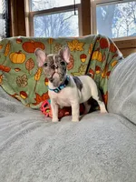 BLUEBELL, a female French Bulldog for sale in East Peoria, IL – Photo 1 of 5