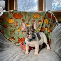 BLUEBELL, a female French Bulldog for sale in East Peoria, IL – Photo 3 of 5