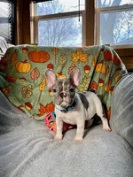 BLUEBELL, a female French Bulldog for sale in East Peoria, IL – Photo 3 of 5