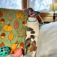 BLUEBELL, a female French Bulldog for sale in East Peoria, IL – Photo 2 of 5