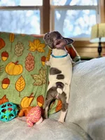 BLUEBELL, a female French Bulldog for sale in East Peoria, IL – Photo 2 of 5