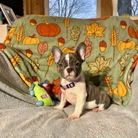BLOSSOM, a female French Bulldog for sale in East Peoria, IL – Photo 1 of 5
