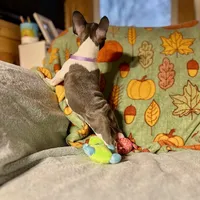 BLOSSOM, a female French Bulldog for sale in East Peoria, IL – Photo 4 of 5