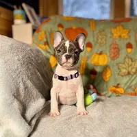 BLOSSOM, a female French Bulldog for sale in East Peoria, IL – Photo 5 of 5