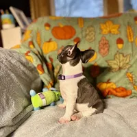 BLOSSOM, a female French Bulldog for sale in East Peoria, IL – Photo 2 of 5